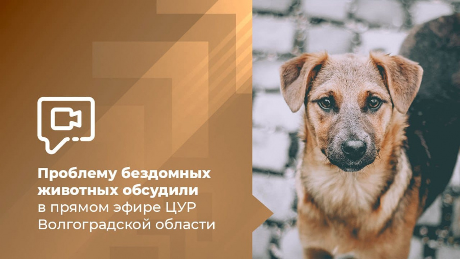 Проблему бездомных животных обсудили в прямом эфире ЦУР Волгоградской области