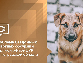 Проблему бездомных животных обсудили в прямом эфире ЦУР Волгоградской области